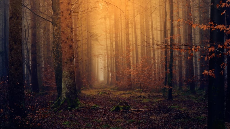 Magical Woods
