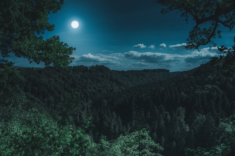 Enchanted Forest Grove