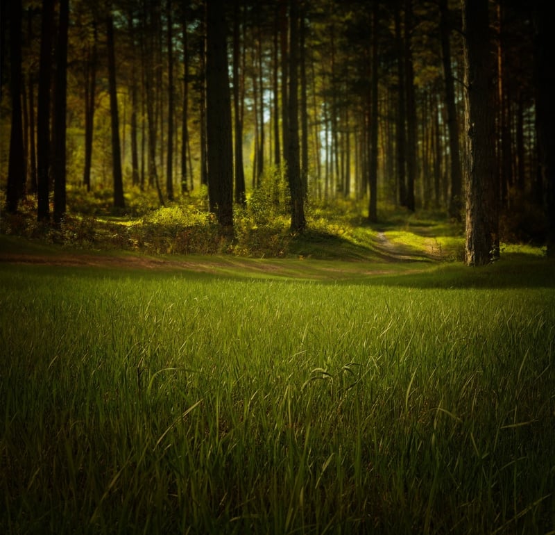 Twilight Meadow