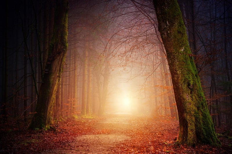 Enchanted Forest